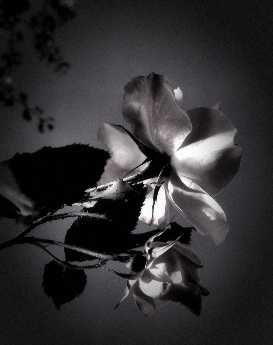 Flowers in Black N0:01