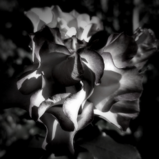 Flowers in Black No:02