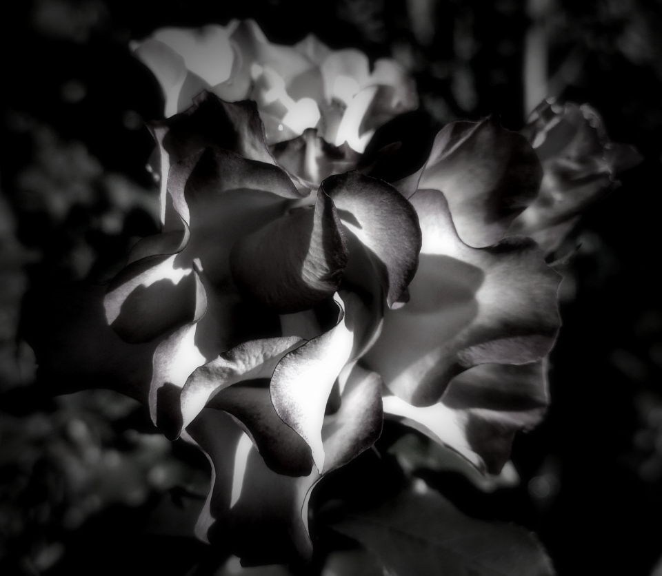 Flowers in Black No:02
